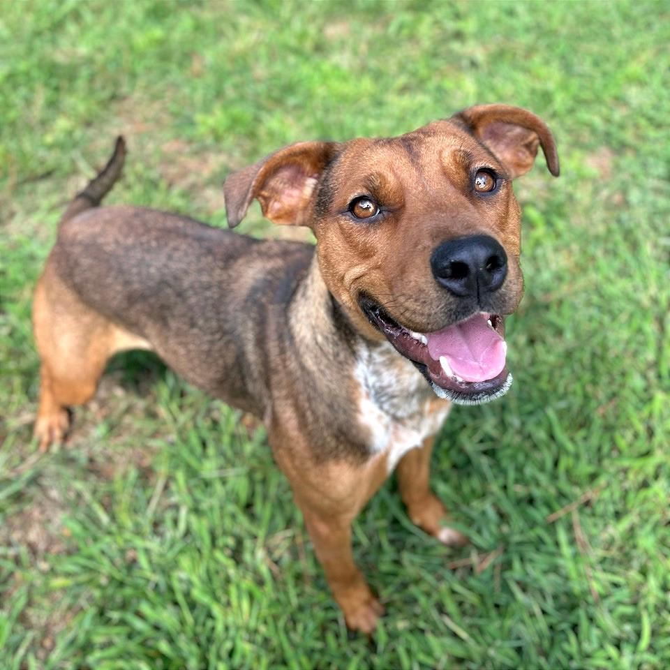 Enlarge Chani, a Adoptable Mixed Breed in Chattanooga, TN image 4/5