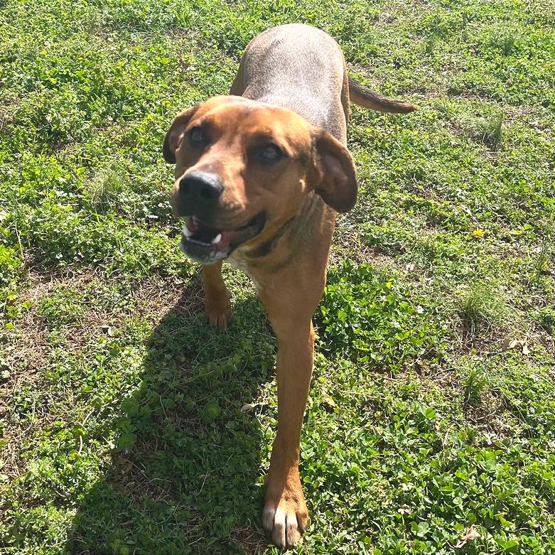 Enlarge Chani, a Adoptable Mixed Breed in Chattanooga, TN image 6/6