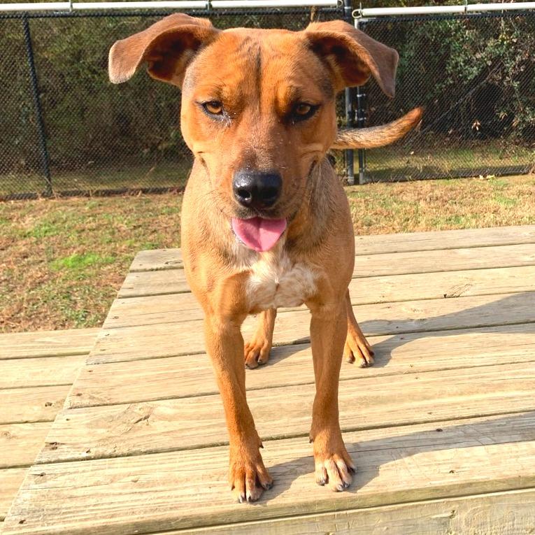 Enlarge Chani, a Adoptable Mixed Breed in Chattanooga, TN image 5/5