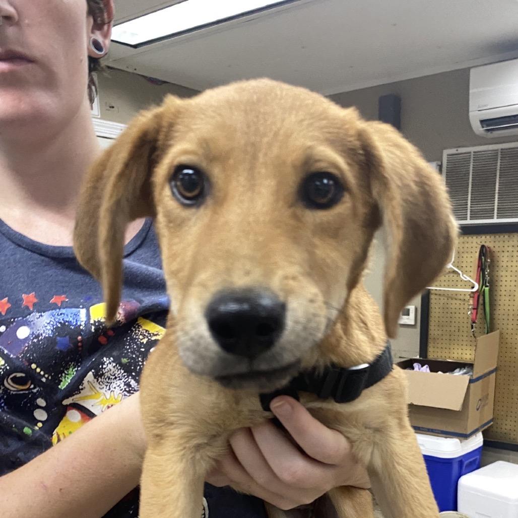 Marion, Adoptable, Puppy Female Hound.