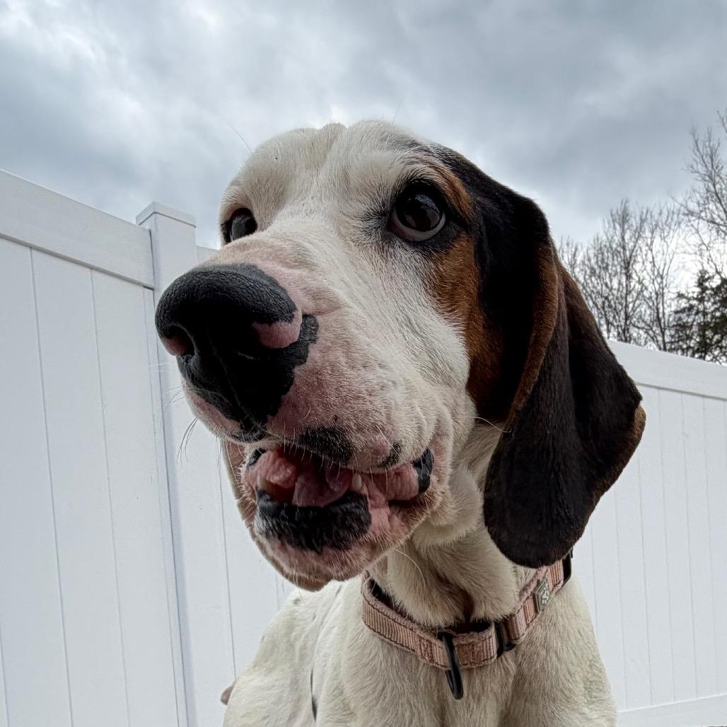 Miller, Adoptable, Adult Male Treeing Walker Coonhound.