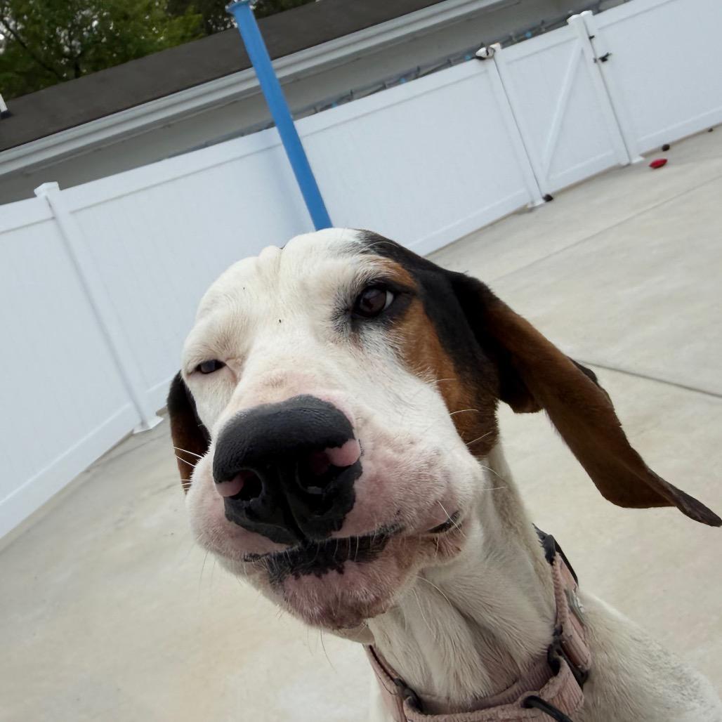 Miller, a Adoptable Treeing Walker Coonhound in Harrisonburg, VA image 2/6