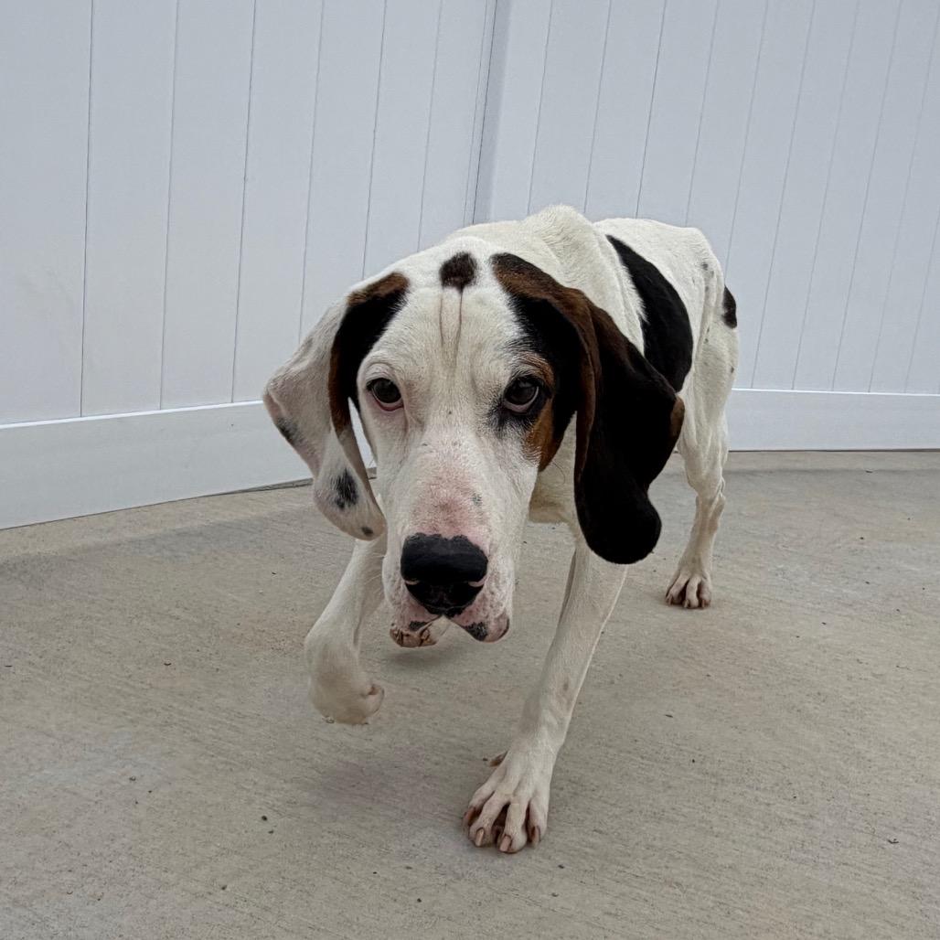 Miller, a Adoptable Treeing Walker Coonhound in Harrisonburg, VA image 3/6
