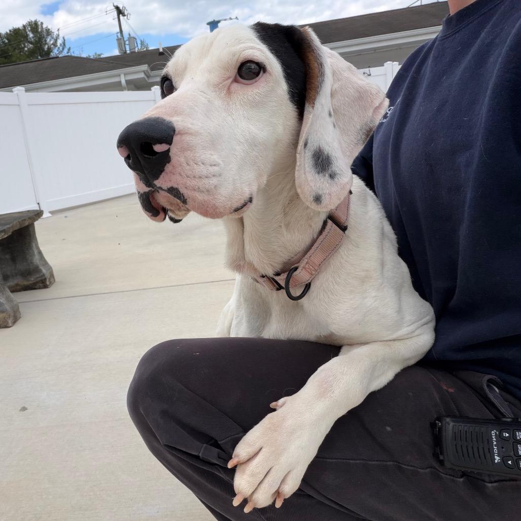 Miller, a Adoptable Treeing Walker Coonhound in Harrisonburg, VA image 4/6