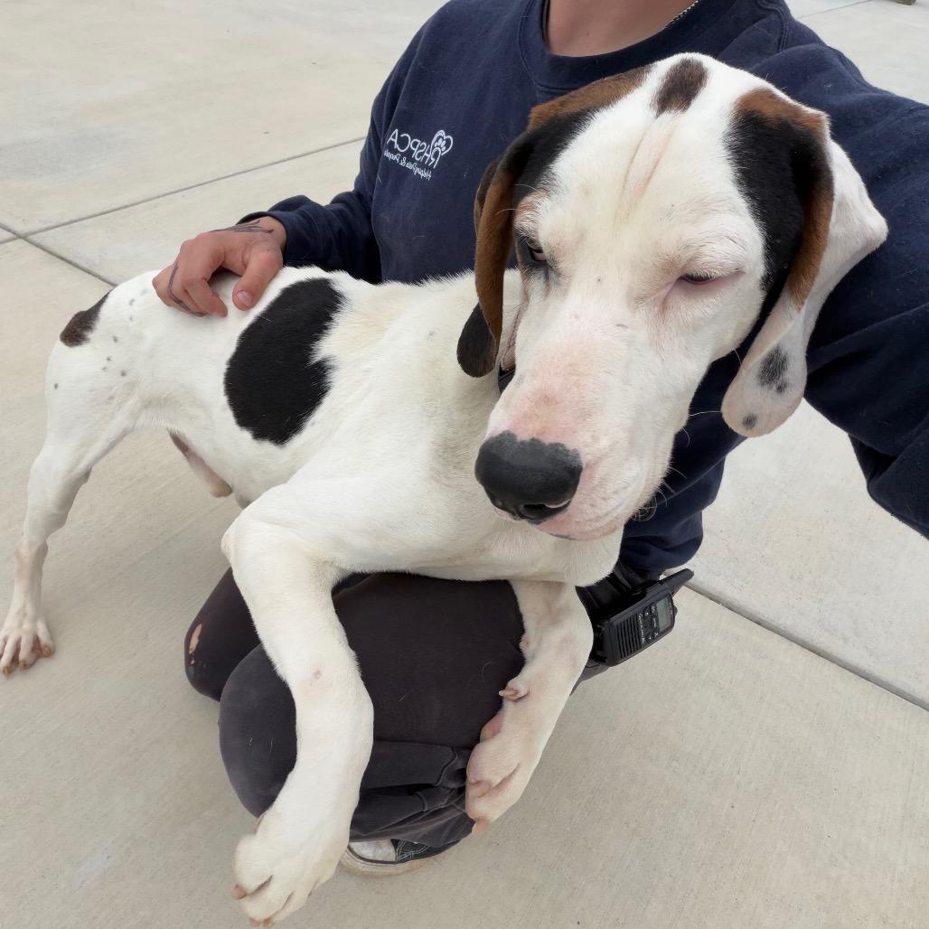 Miller, a Adoptable Treeing Walker Coonhound in Harrisonburg, VA image 5/6