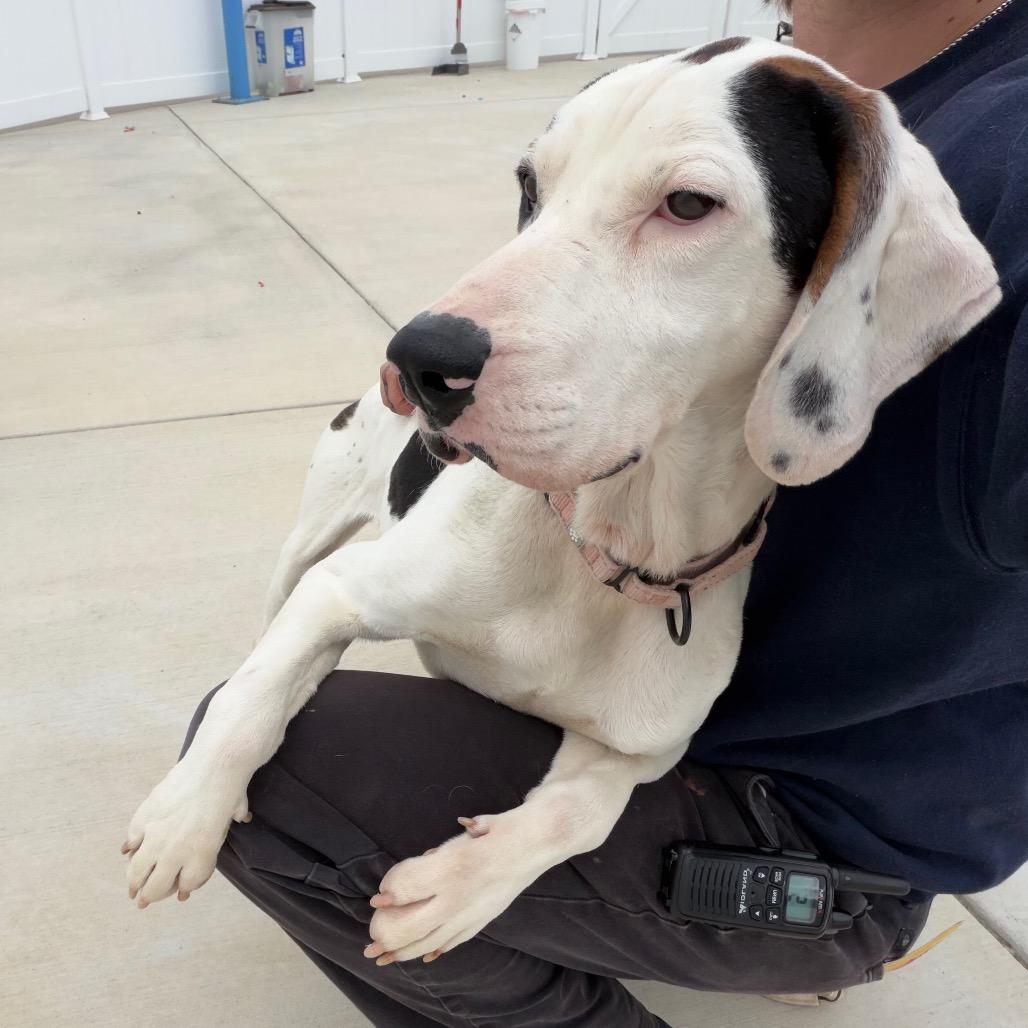 Miller, a Adoptable Treeing Walker Coonhound in Harrisonburg, VA image 6/6