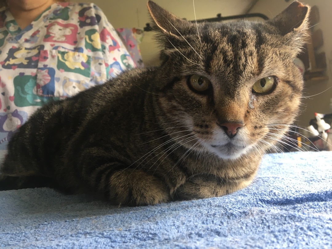 Chip photo 4