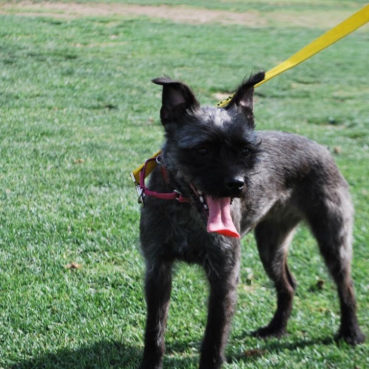 Mocha, a Adopted mixed breed in Las Vegas, NV image 1/2