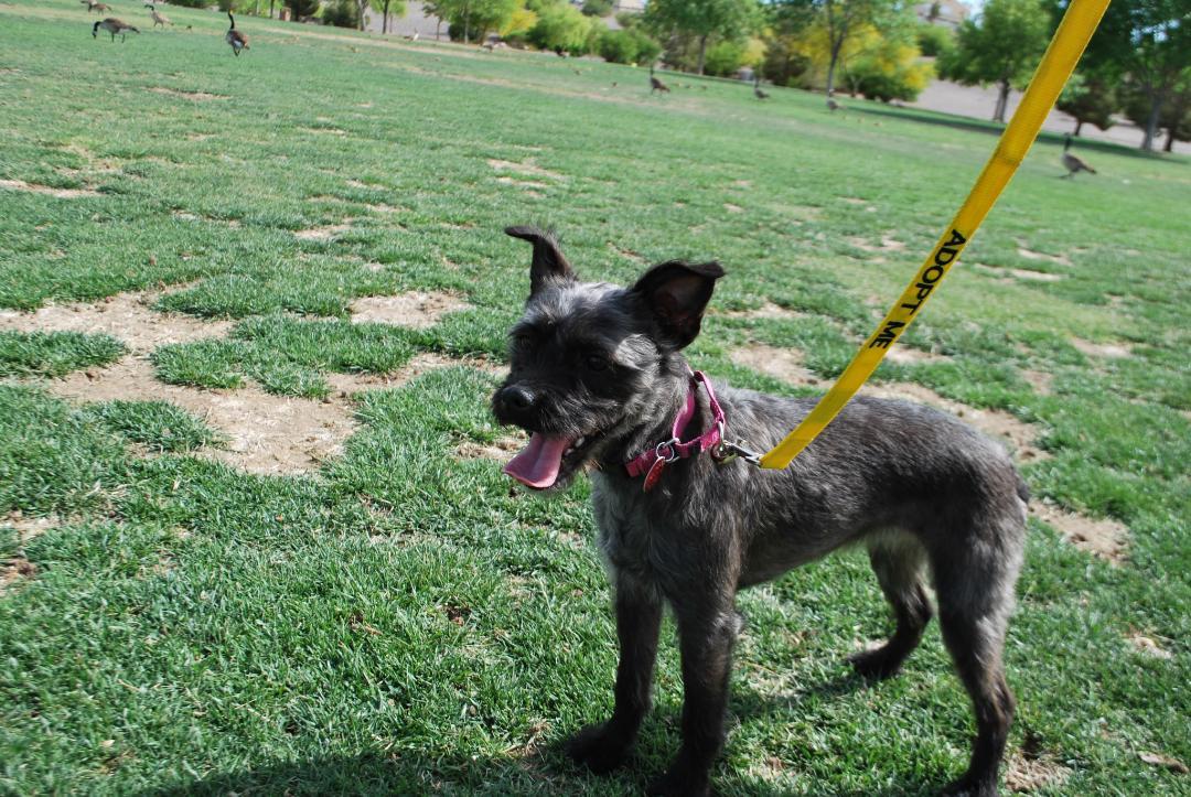 Mocha, a Adopted mixed breed in Las Vegas, NV image 2/2