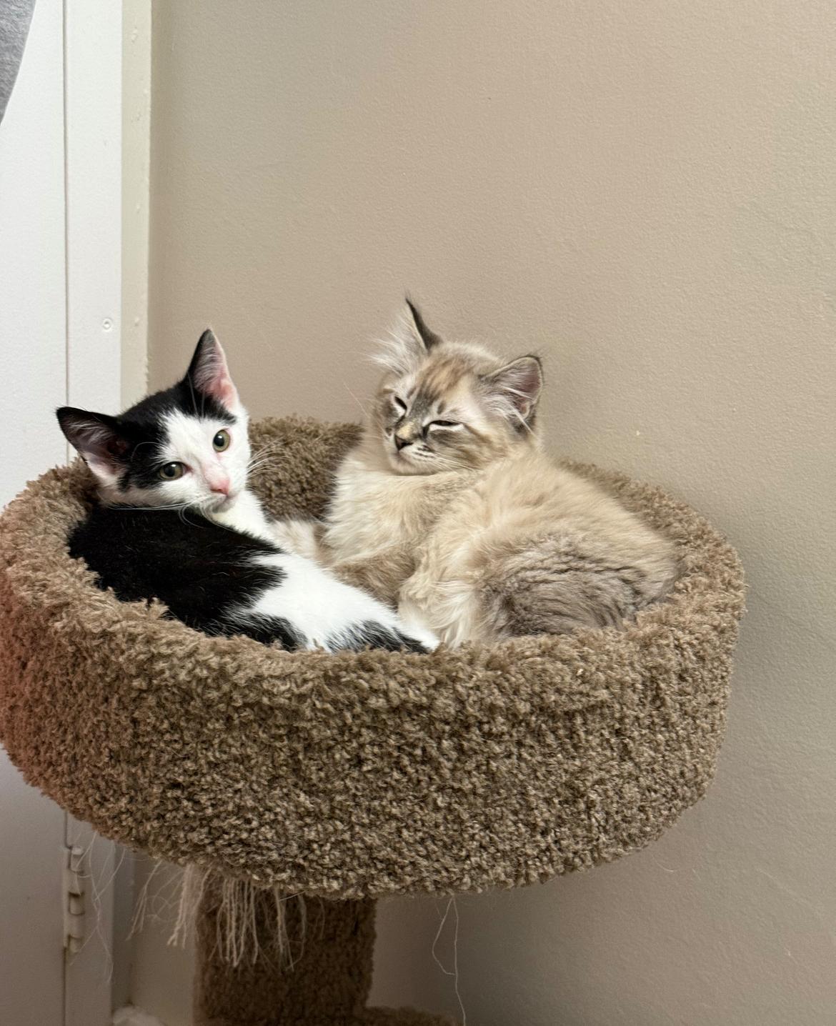 Enlarge Bento, an adopted Domestic Medium Hair in Vancouver, BC image 3/3