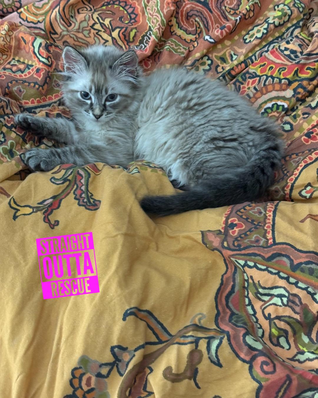 Bento, adopted, Kitten Male Domestic Medium Hair.