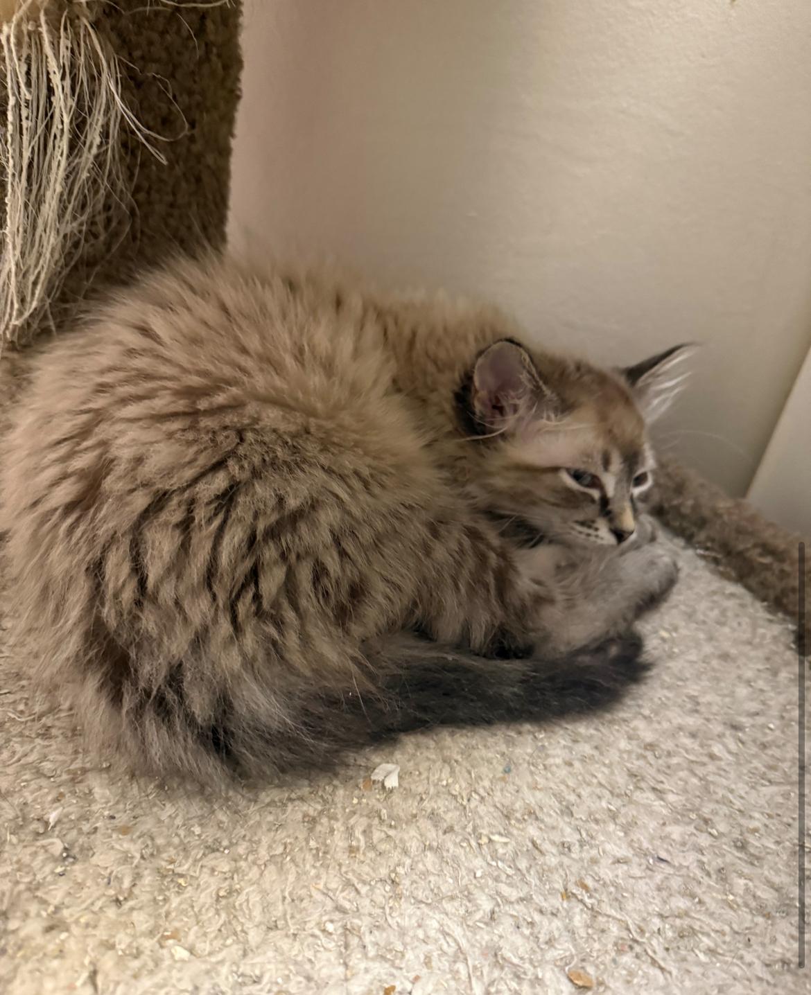 Enlarge Bento, an adopted Domestic Medium Hair in Vancouver, BC image 2/3