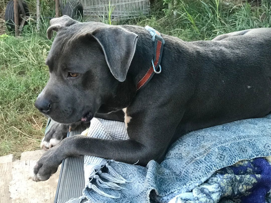 Chandler, a Adoptable American Staffordshire Terrier in Rockdale, TX image 1/2