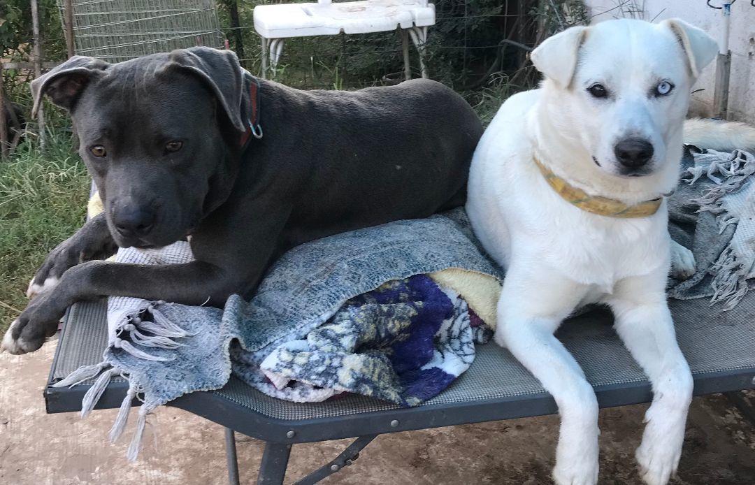 Chandler, a Adoptable American Staffordshire Terrier in Rockdale, TX image 2/2