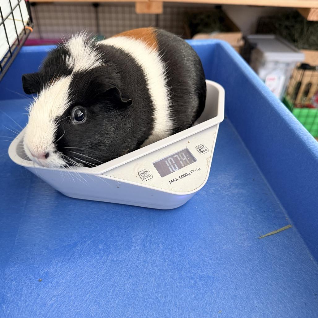 Enlarge Kiara (Bonded with Penny), an adopted Short-Haired in Walnut Grove, CA image 1/1