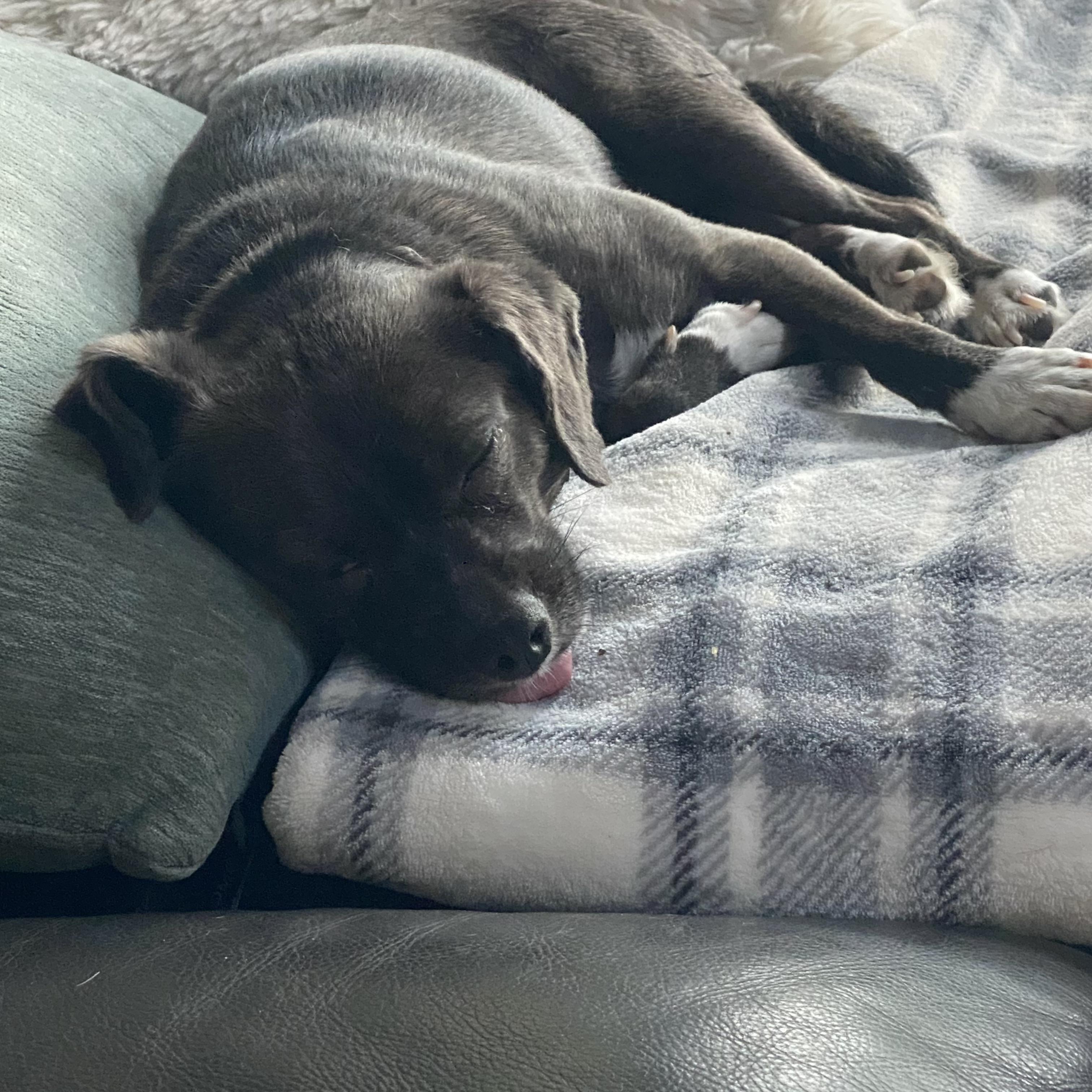 Enlarge SweetiePie, a Adopted mixed breed in San Diego, CA image 2/6