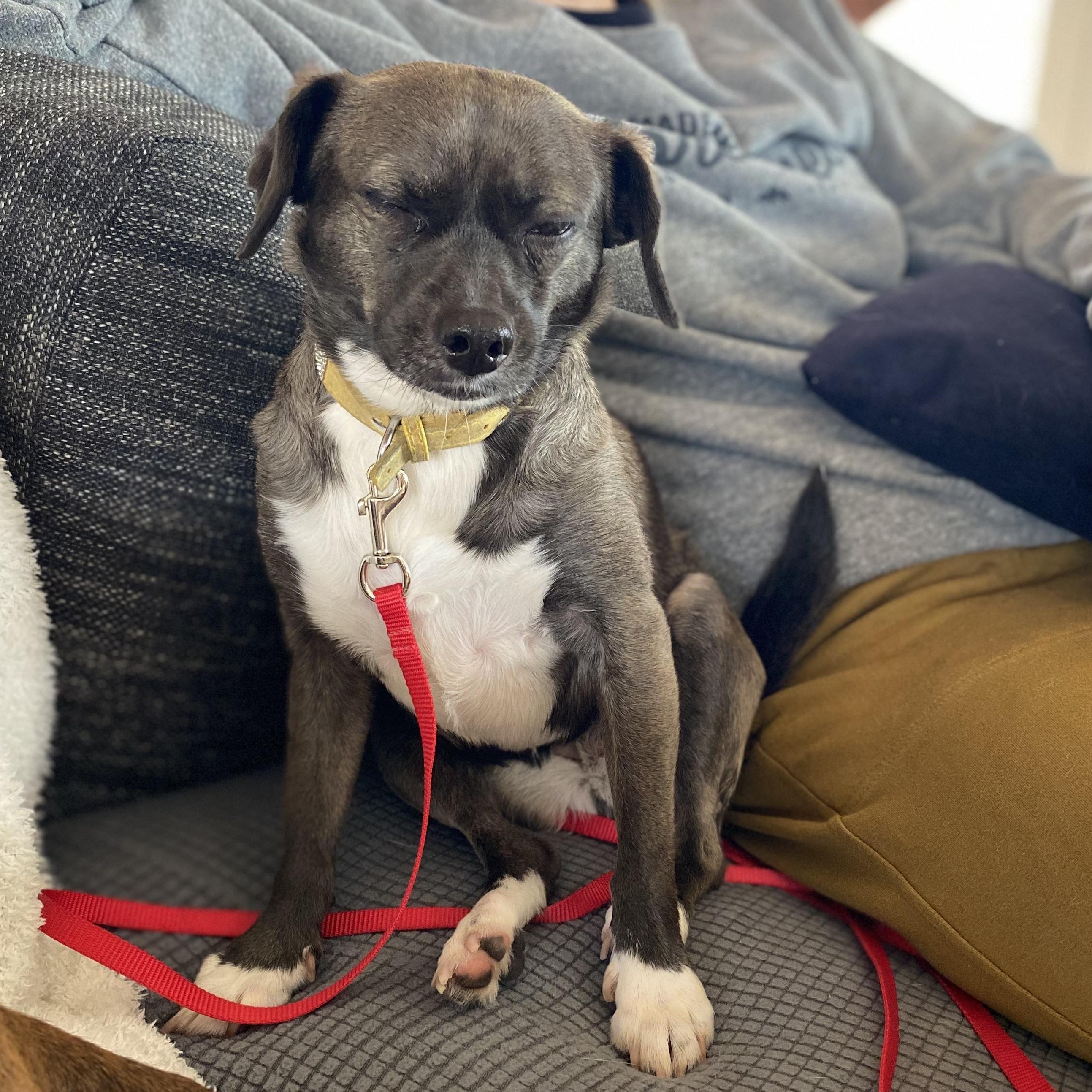 Enlarge SweetiePie, a Adopted mixed breed in San Diego, CA image 6/6