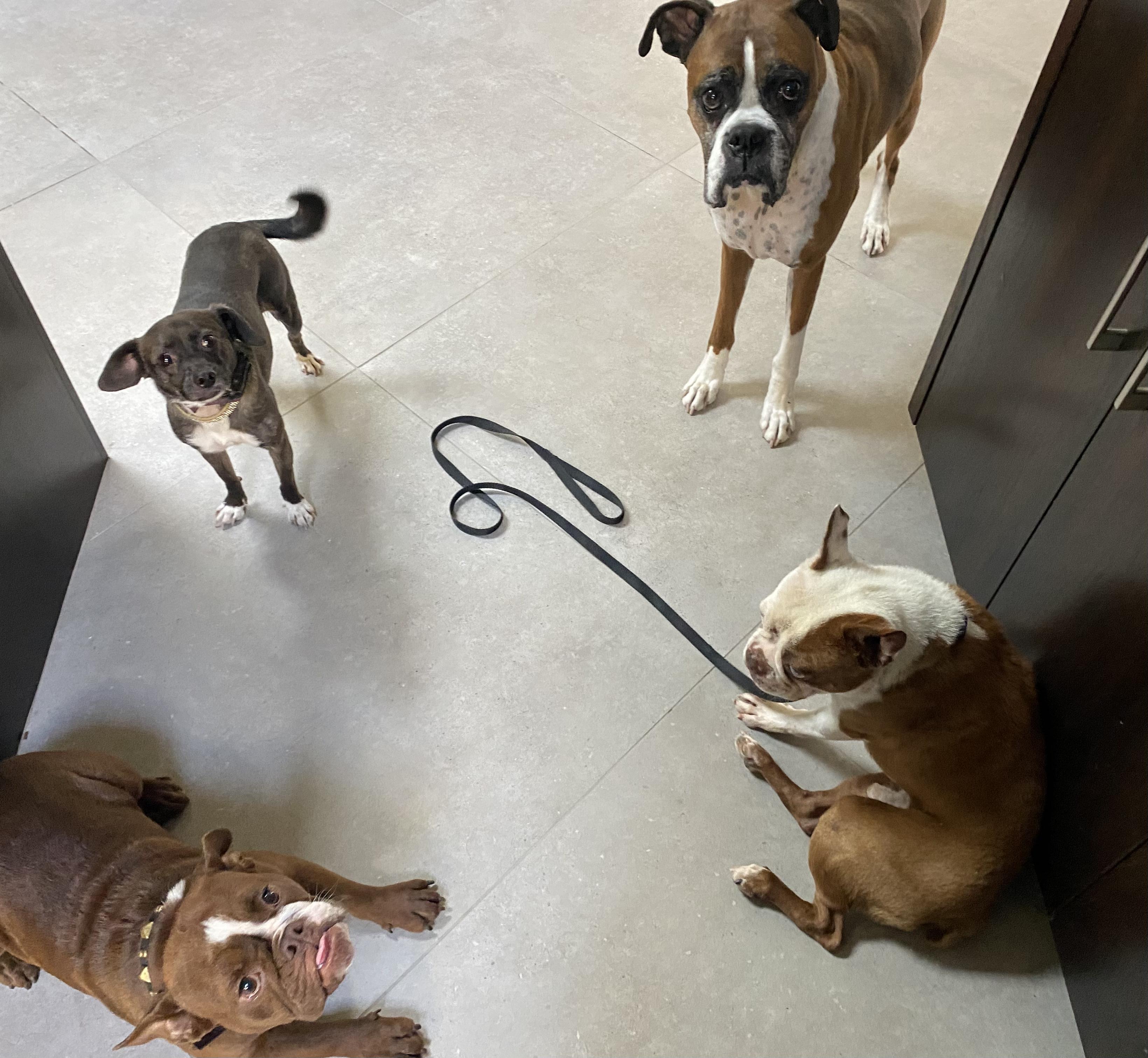 Enlarge SweetiePie, a Adopted mixed breed in San Diego, CA image 3/6