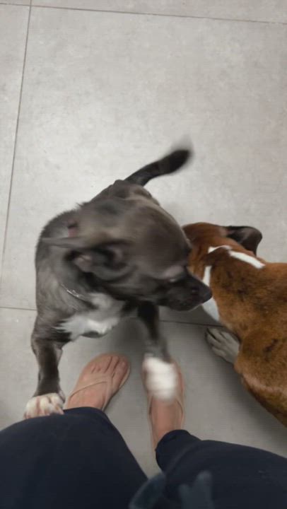 Enlarge SweetiePie, a Adopted mixed breed in San Diego, CA video 4/6