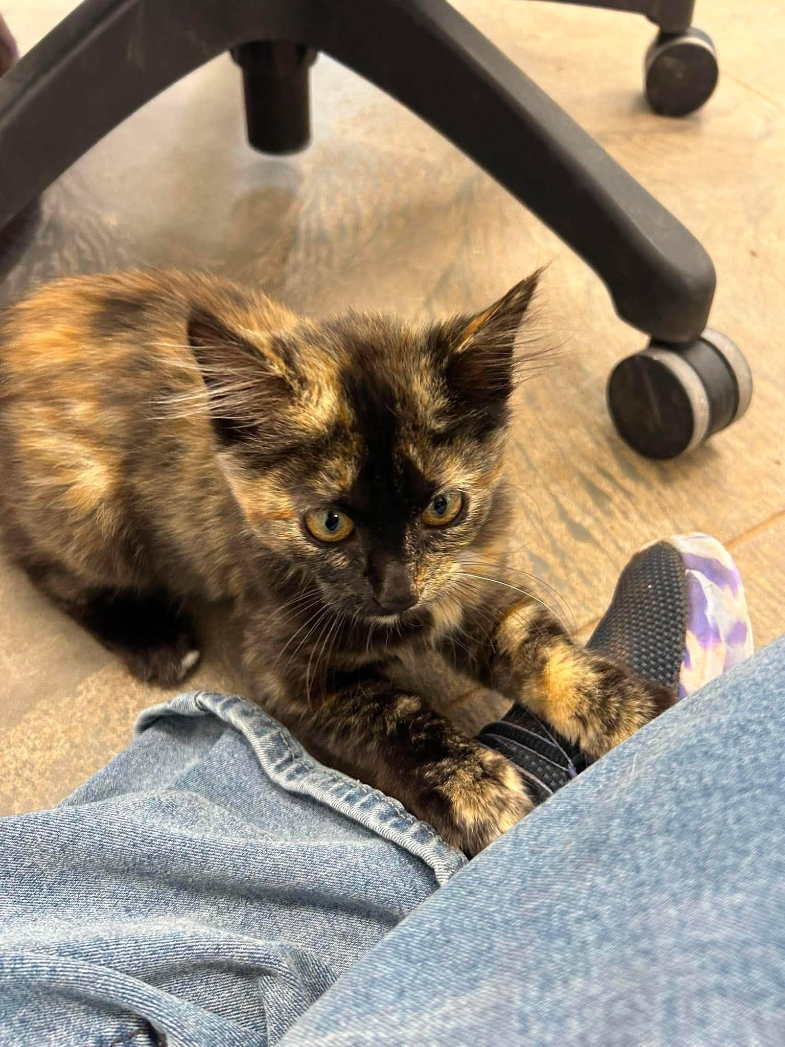 Enlarge Jitterbug, a ADOPTABLE Domestic Medium Hair in Roosevelt, UT image 1/4