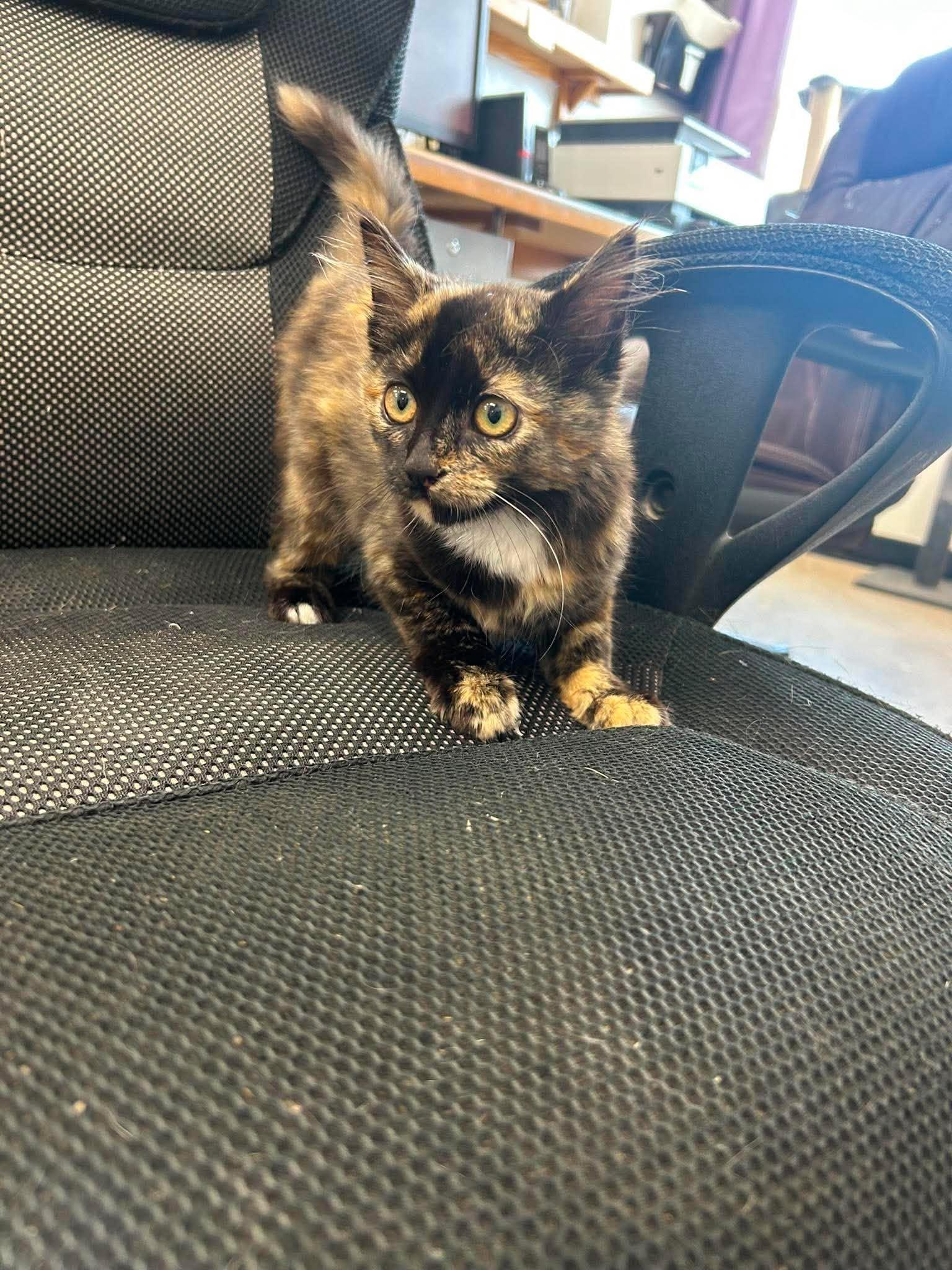 Enlarge Jitterbug, a ADOPTABLE Domestic Medium Hair in Roosevelt, UT image 2/4