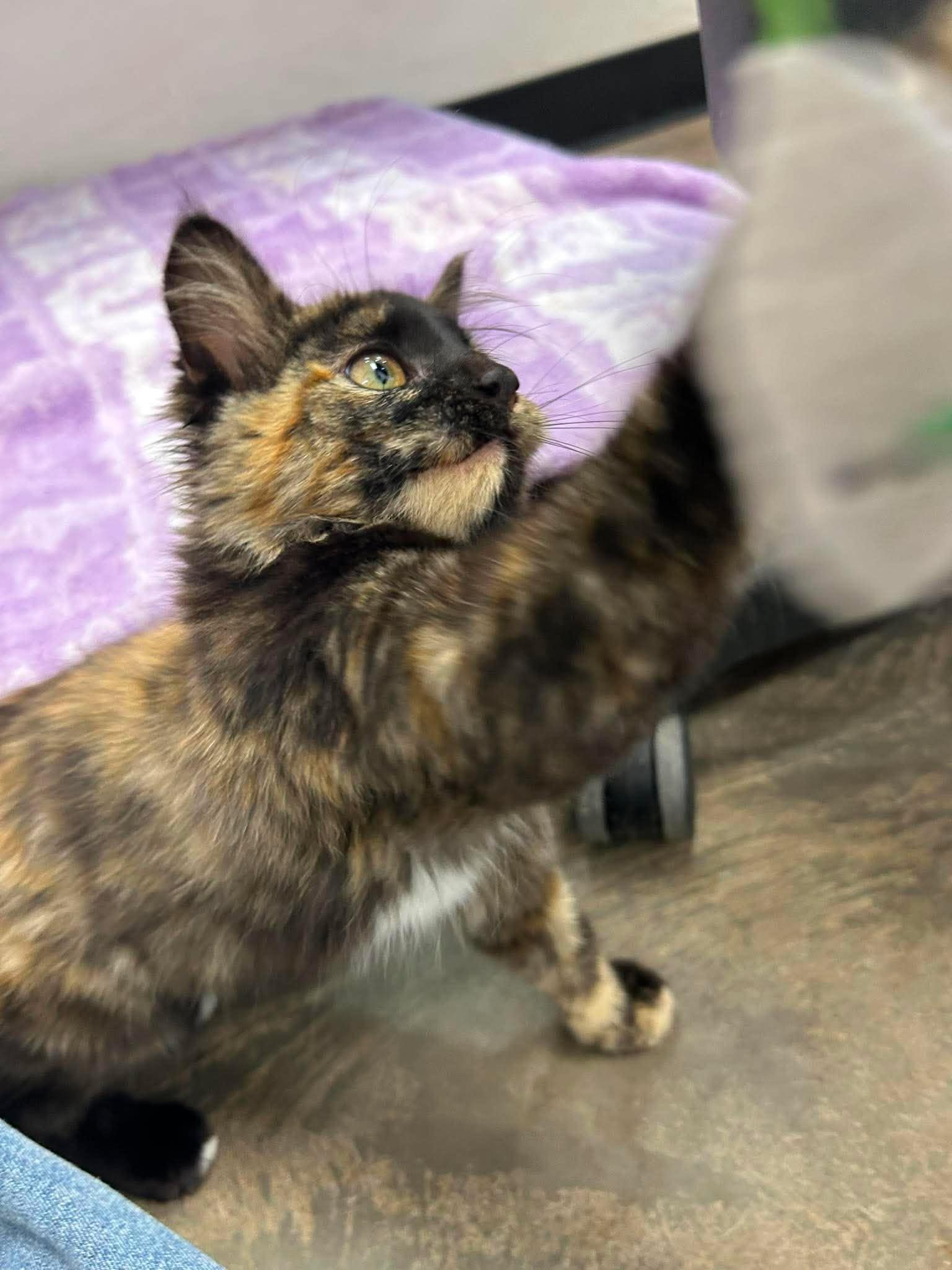 Enlarge Jitterbug, a ADOPTABLE Domestic Medium Hair in Roosevelt, UT image 4/4