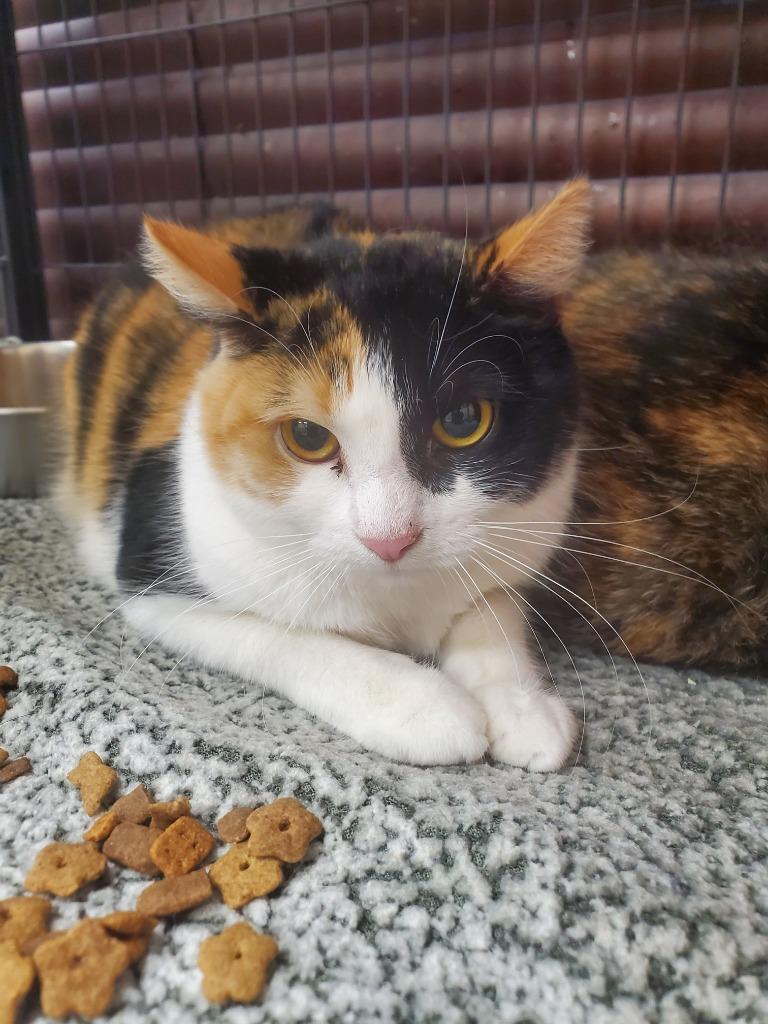 2025-02-023 *Sasha*, Adoptable, Adult Female Domestic Short Hair.