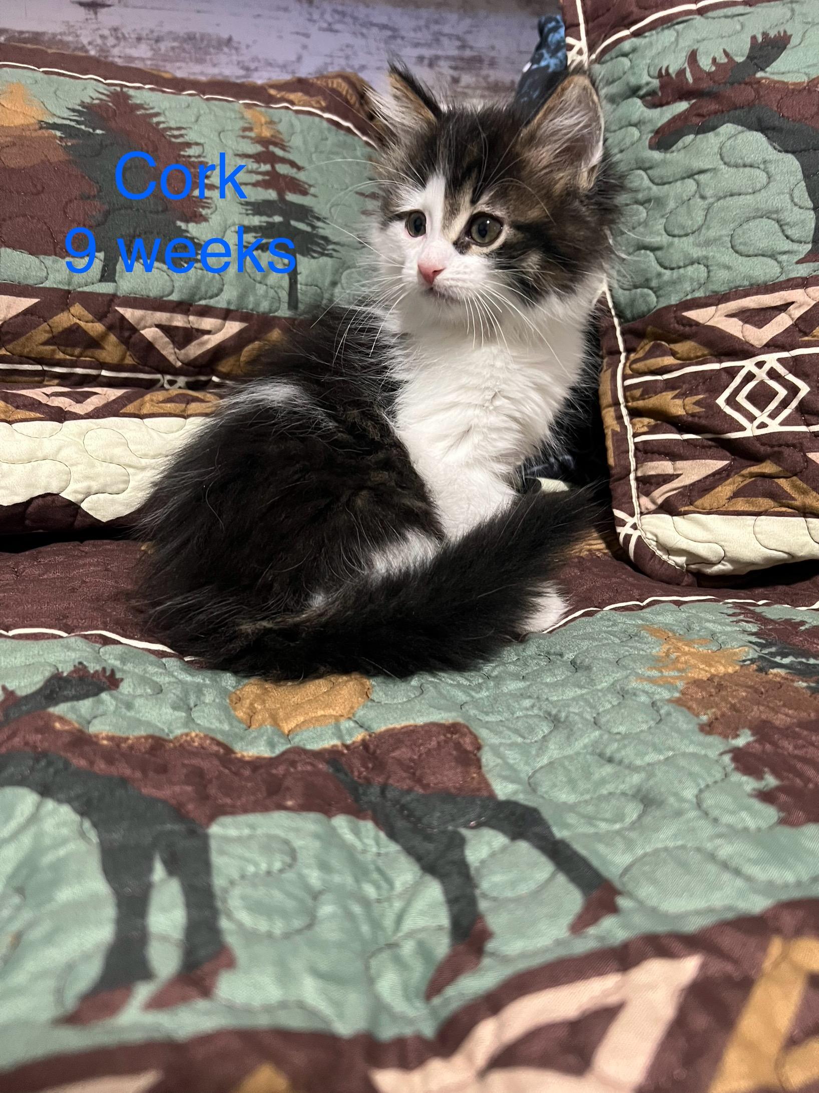 Enlarge Cork, a ADOPTABLE Domestic Long Hair in Davisburg, MI image 1/1