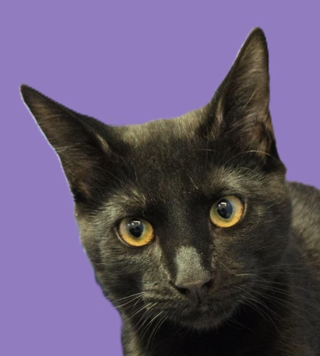 Shitten, Adoptable, Kitten Male Domestic Short Hair.