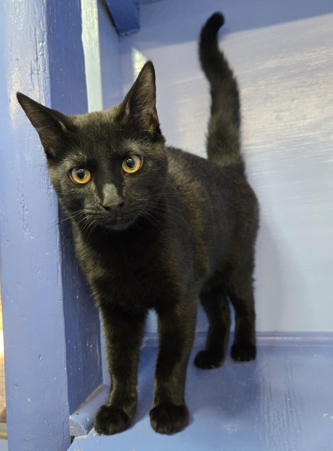 Enlarge Shitten, a Adoptable Domestic Short Hair in Savannah, GA image 2/3