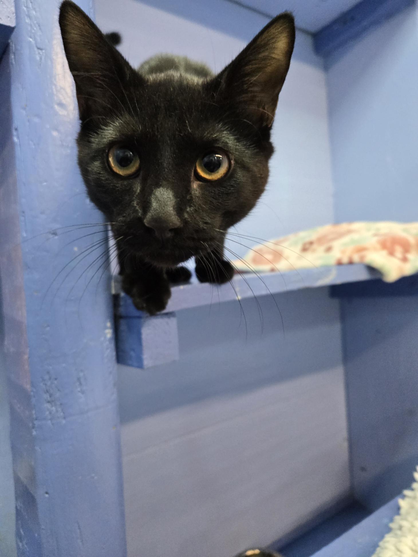 Enlarge Shitten, a Adoptable Domestic Short Hair in Savannah, GA image 3/3