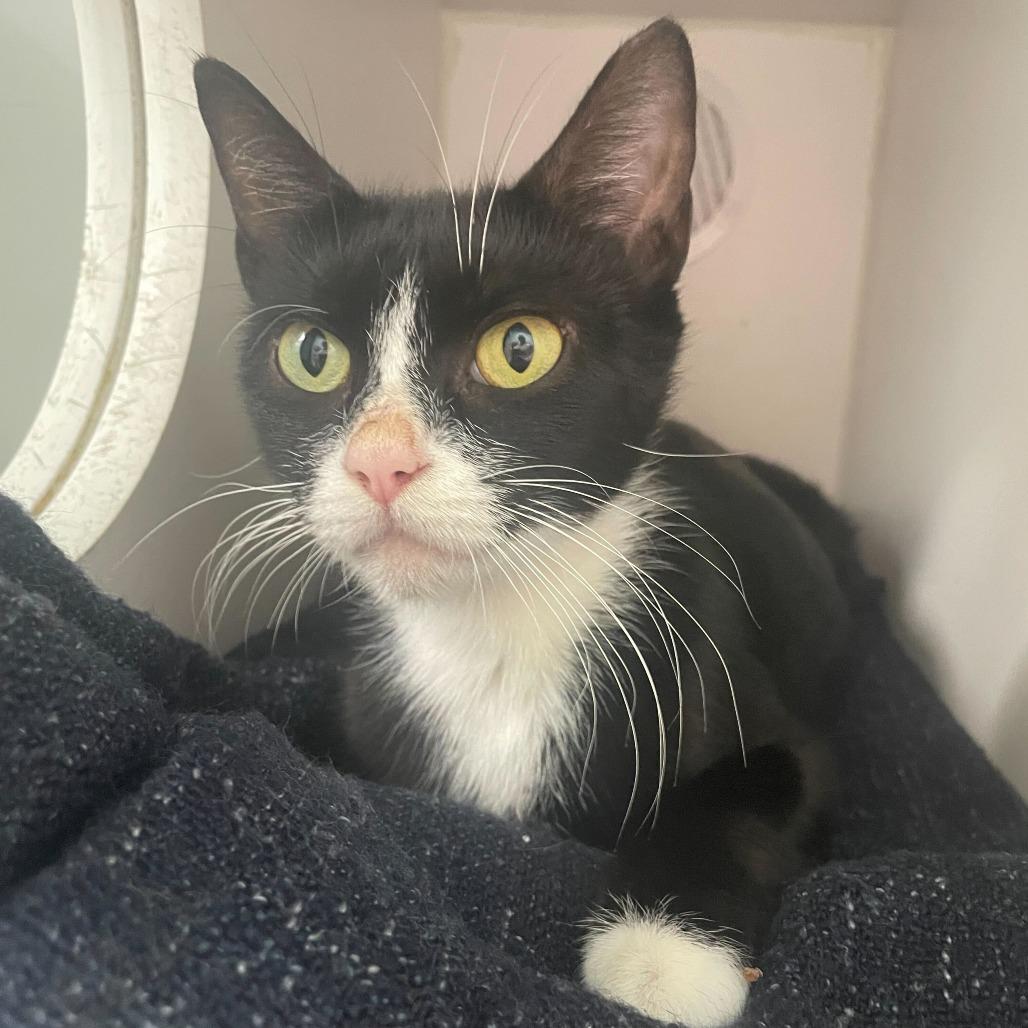 Enlarge Cheesemonger, a Adoptable Domestic Short Hair in Philadelphia, PA image 1/4