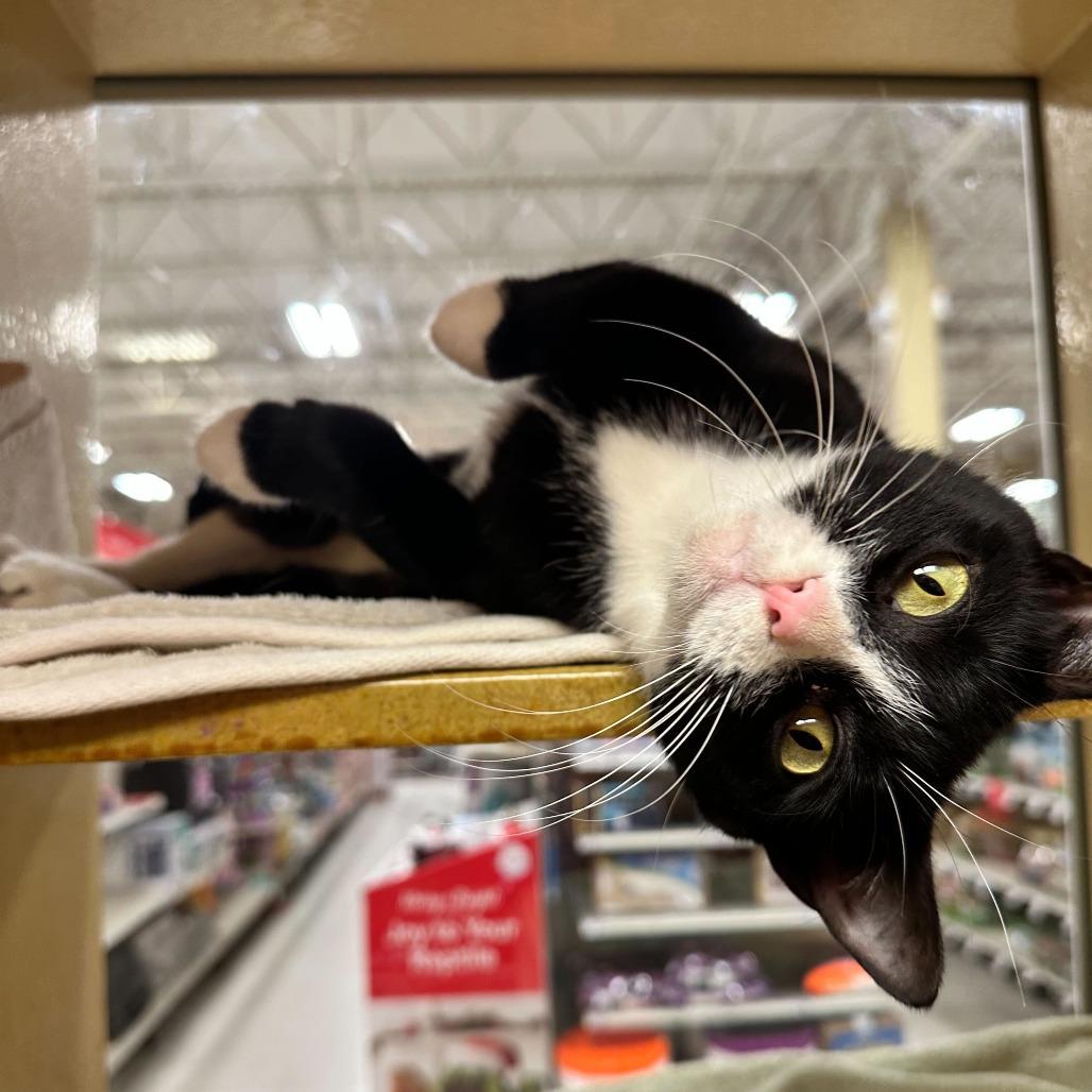 Enlarge Cheesemonger, a Adoptable Domestic Short Hair in Philadelphia, PA image 2/4
