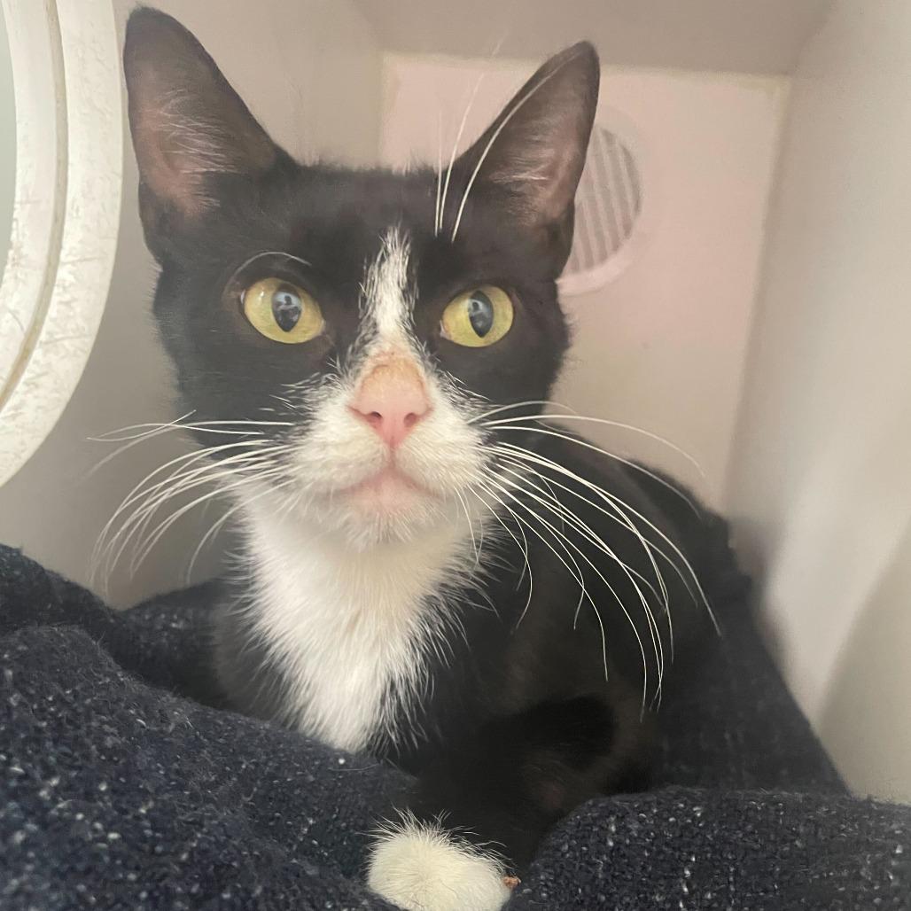 Enlarge Cheesemonger, a Adoptable Domestic Short Hair in Philadelphia, PA image 3/4