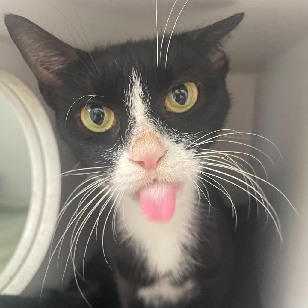 Enlarge Cheesemonger, a Adoptable Domestic Short Hair in Philadelphia, PA image 4/4