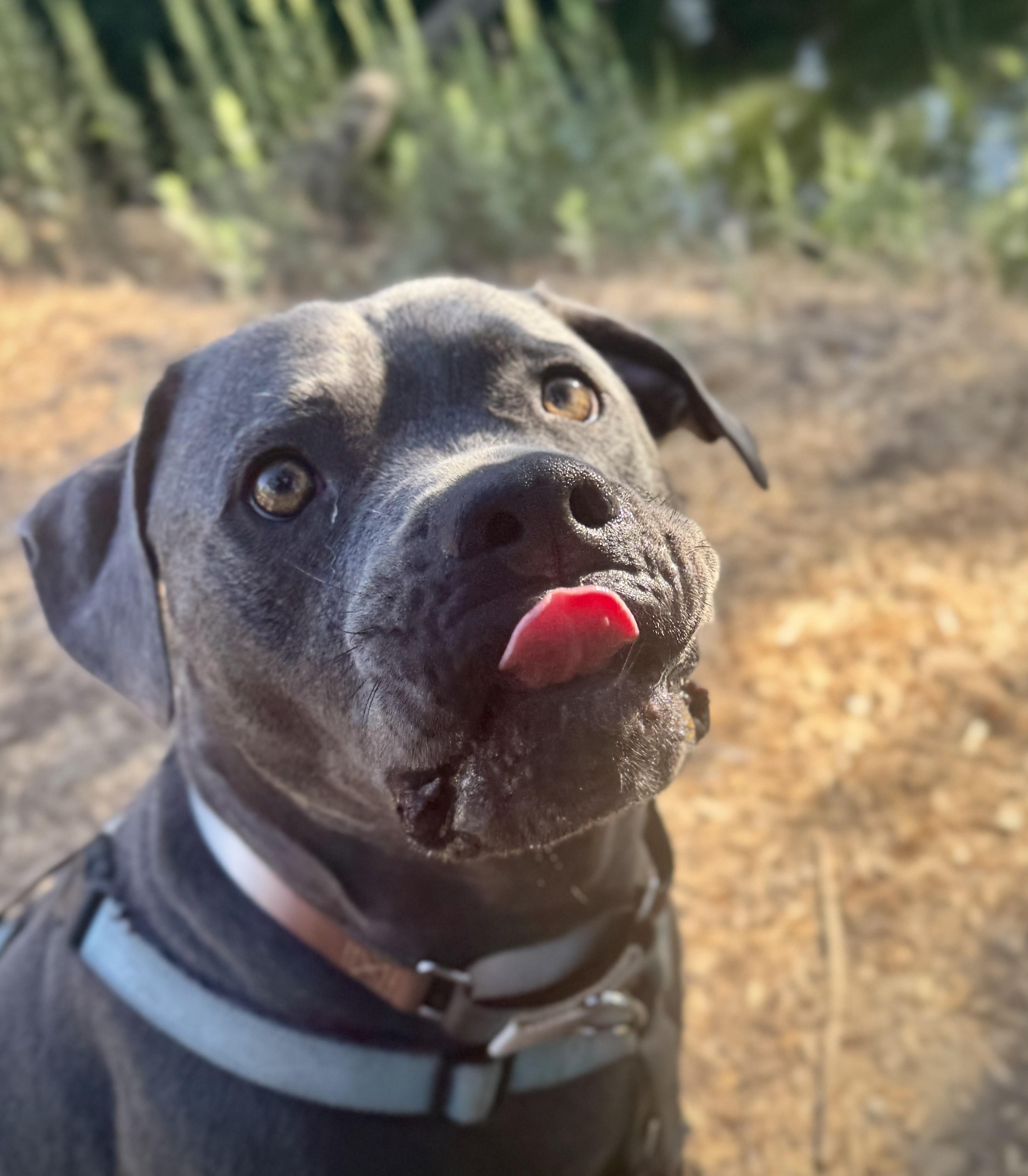 MuffinFace, Adoptable, Adult Male Pit Bull Terrier.