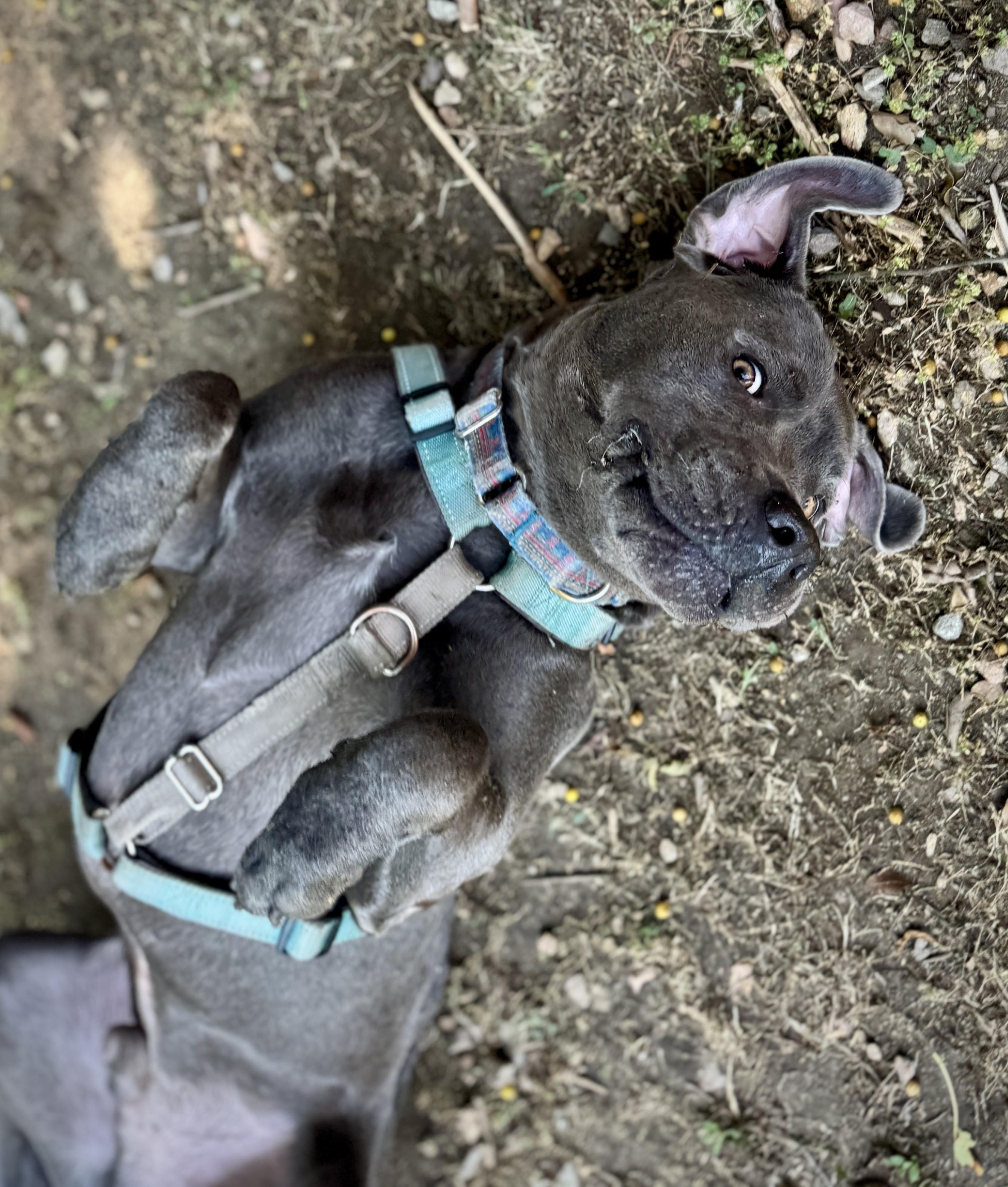 Enlarge MuffinFace, a Adoptable Pit Bull Terrier in Los Angeles, CA image 2/5