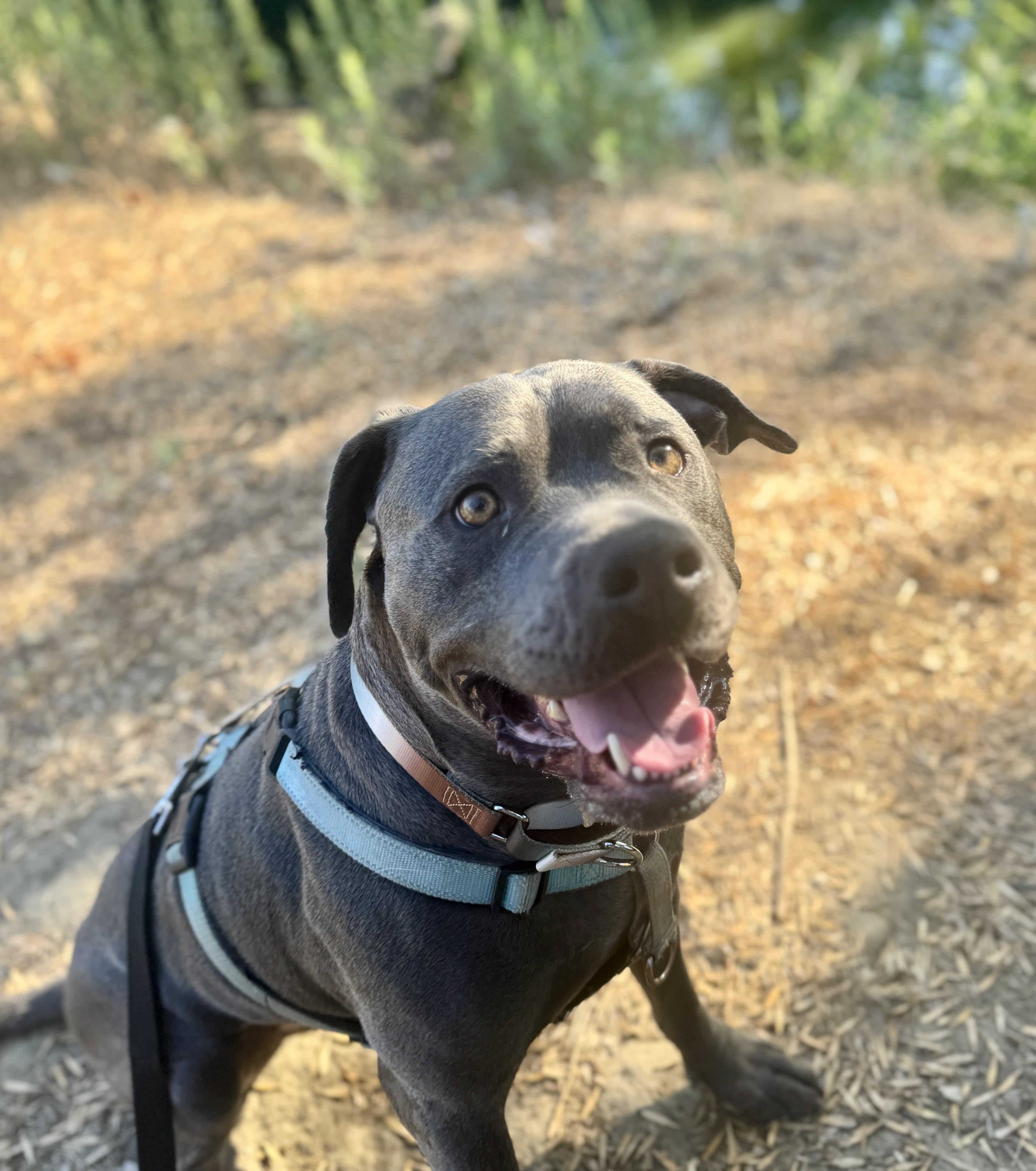 Enlarge MuffinFace, a Adoptable Pit Bull Terrier in Los Angeles, CA image 3/5