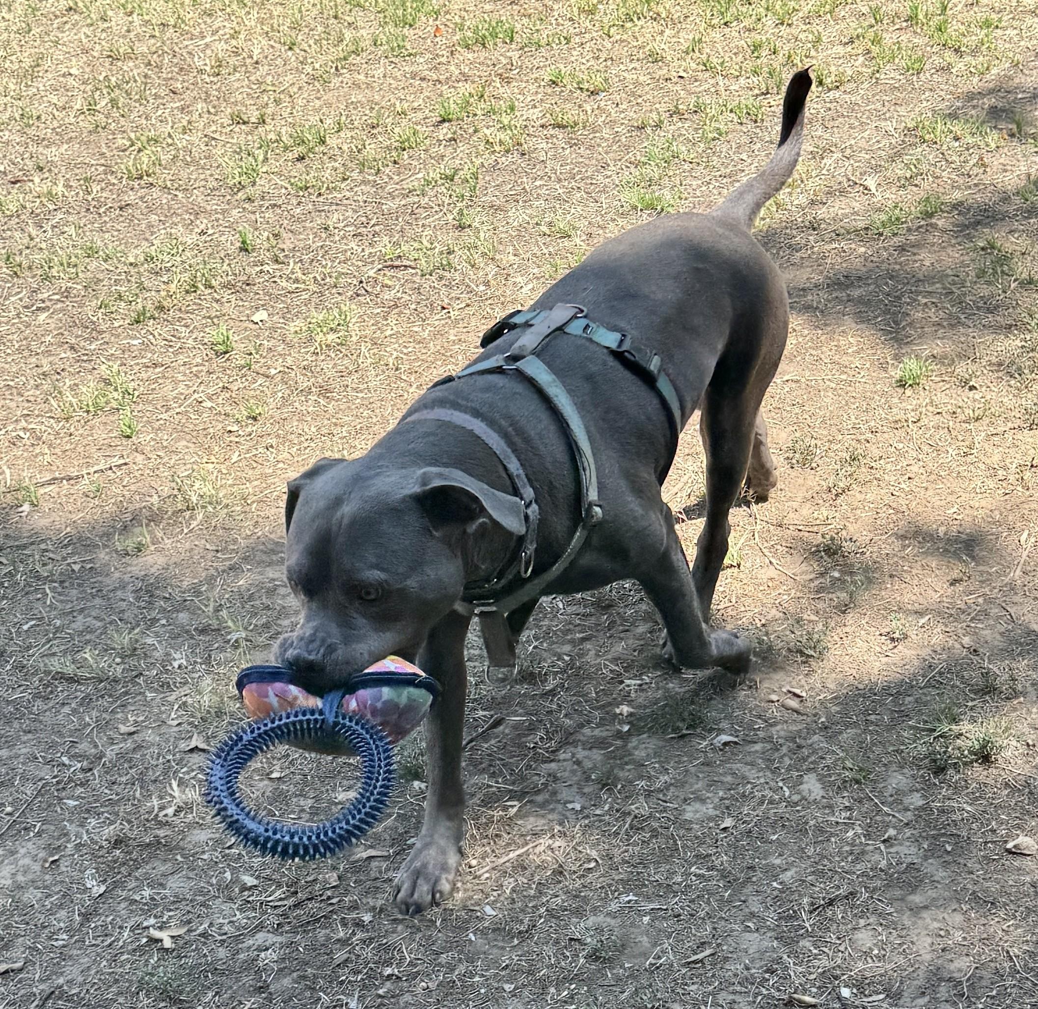 Enlarge MuffinFace, a Adoptable Pit Bull Terrier in Los Angeles, CA image 4/5