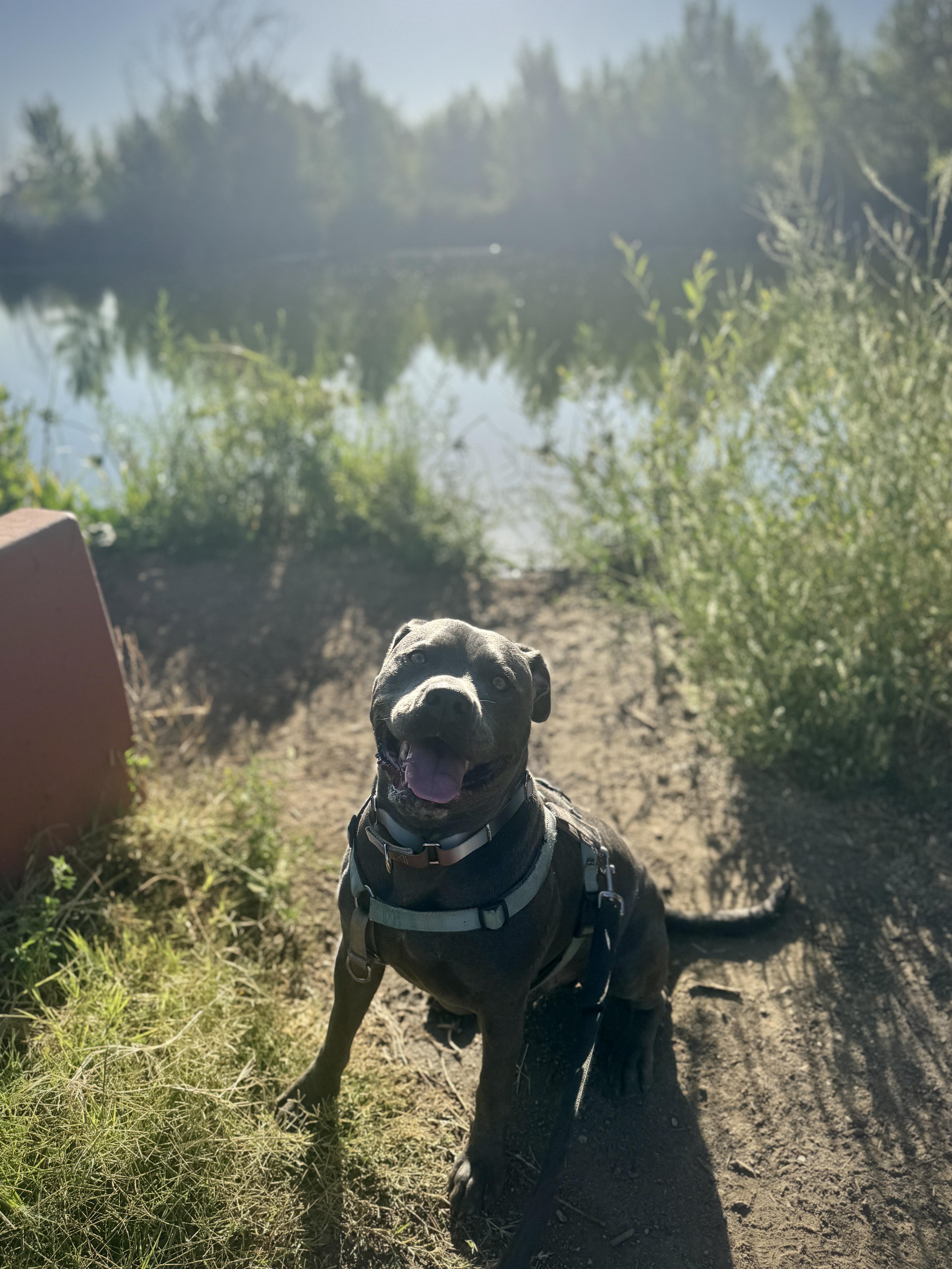Enlarge MuffinFace, a Adoptable Pit Bull Terrier in Los Angeles, CA image 5/5