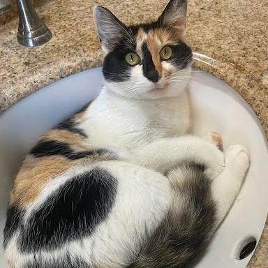 Esmeralda, a Adoptable Domestic Short Hair in Chattanooga, TN image 1/2