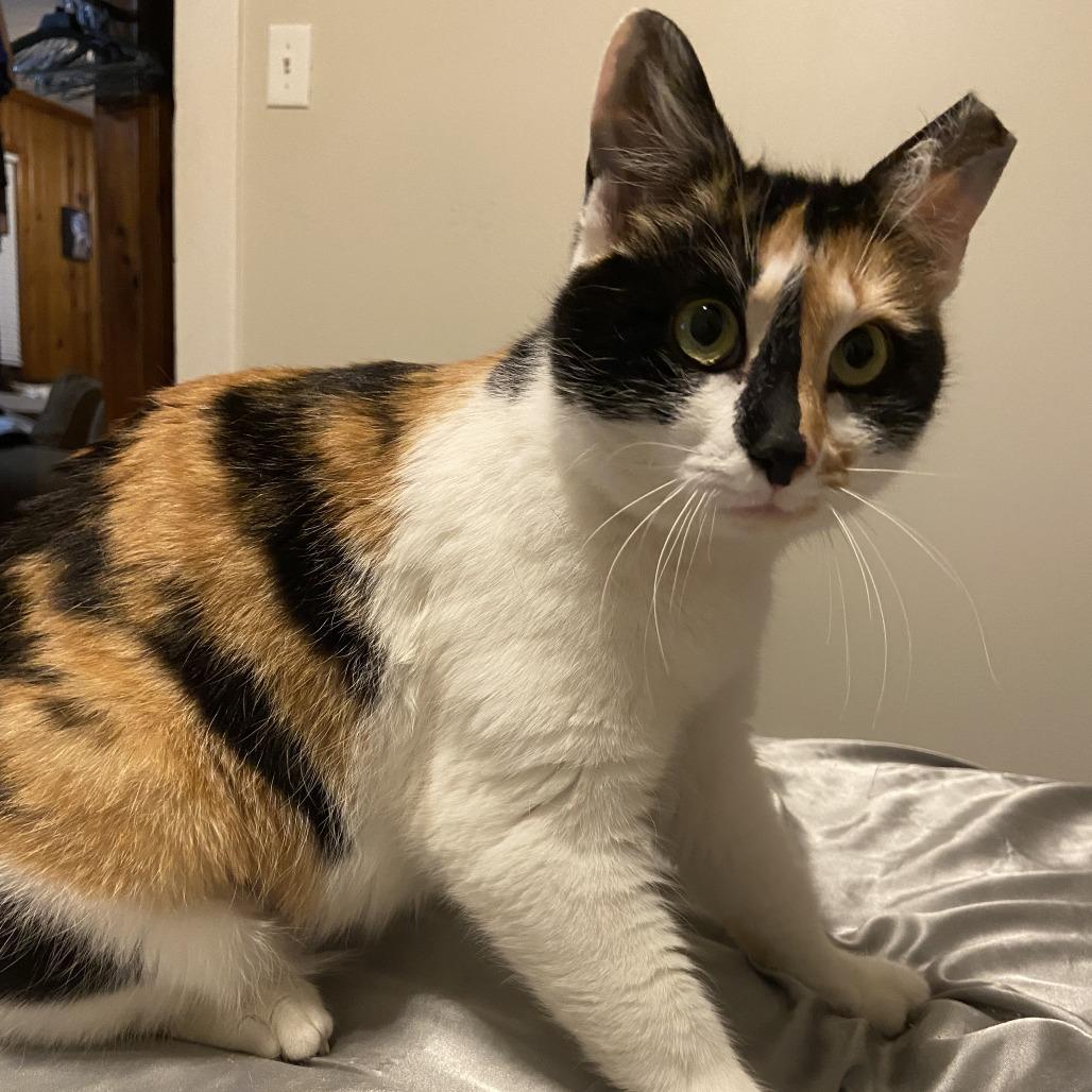 Enlarge Esmeralda, a Adoptable Domestic Short Hair in Chattanooga, TN image 2/3