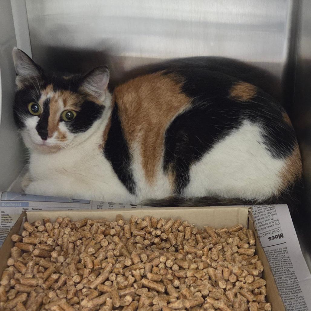 Esmeralda, a Adoptable Domestic Short Hair in Chattanooga, TN image 2/2