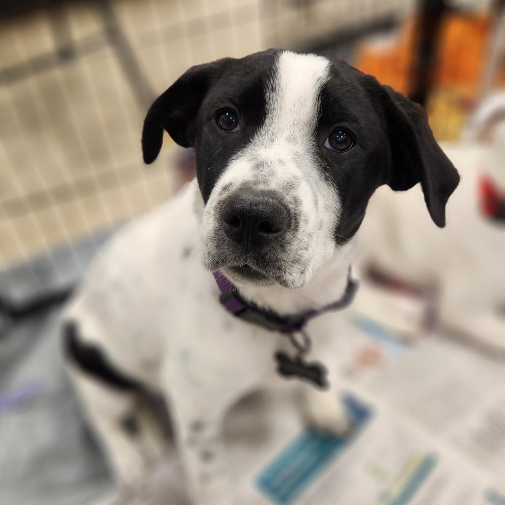 Dog for adoption Fiona CI a Great Pyrenees Border Collie Mix in Dog for adoption Fiona CI a Great Pyrenees Border Collie Mix in