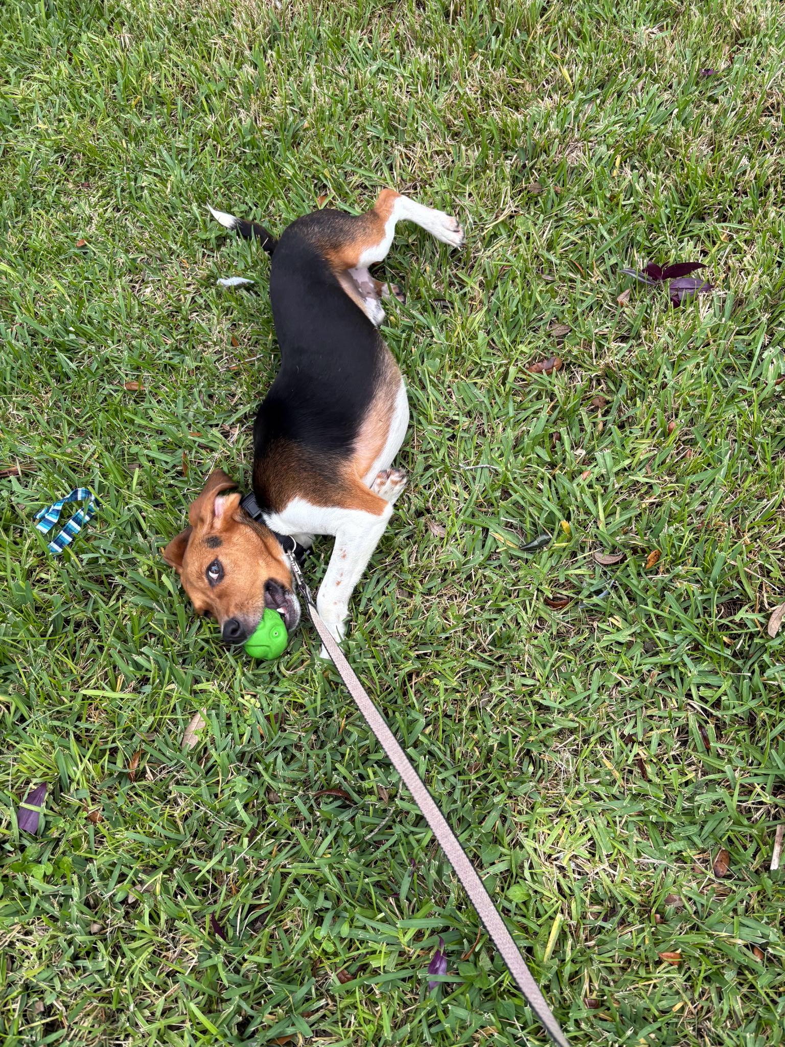 Jim, Adopted, Puppy Male Beagle.