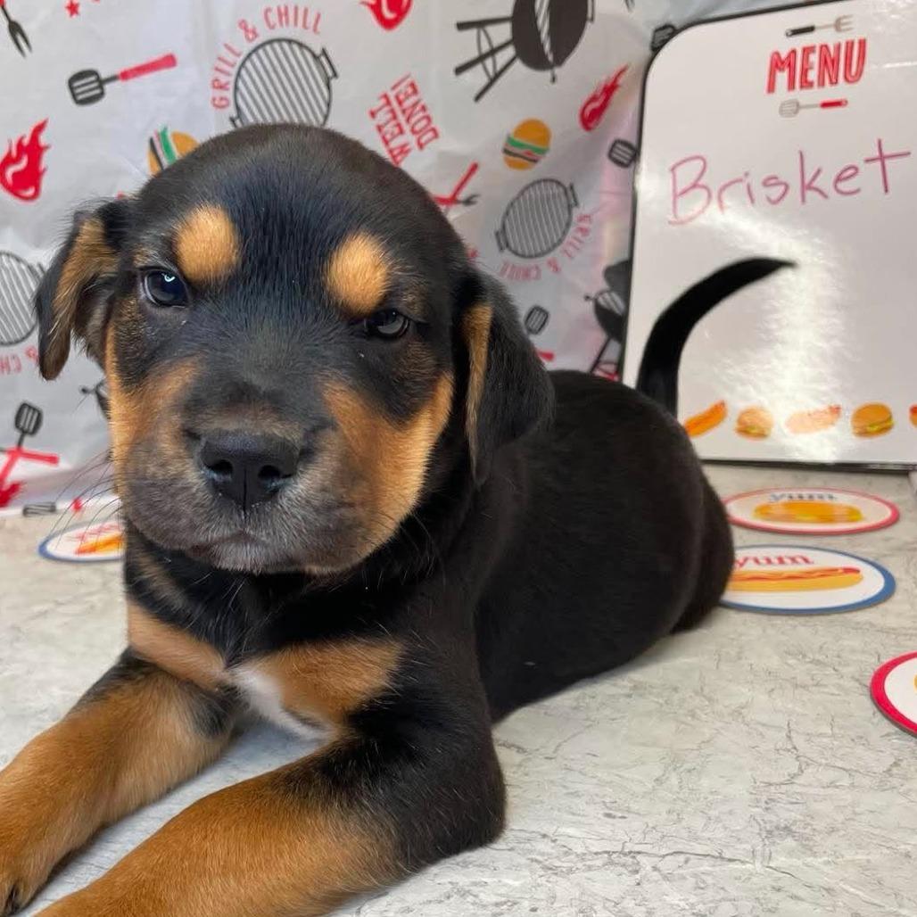 (Event 5/20) Brisket, Adoptable, Puppy Female Mixed Breed.