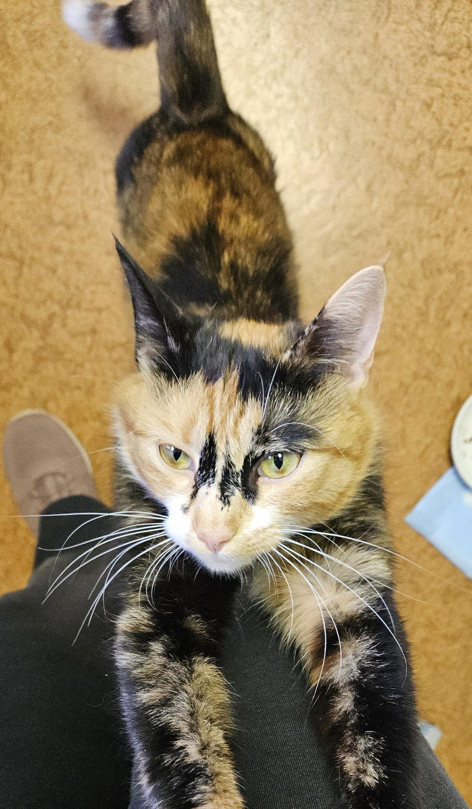 Honey, a ADOPTABLE Domestic Short Hair in Brockport, NY image 6/6
