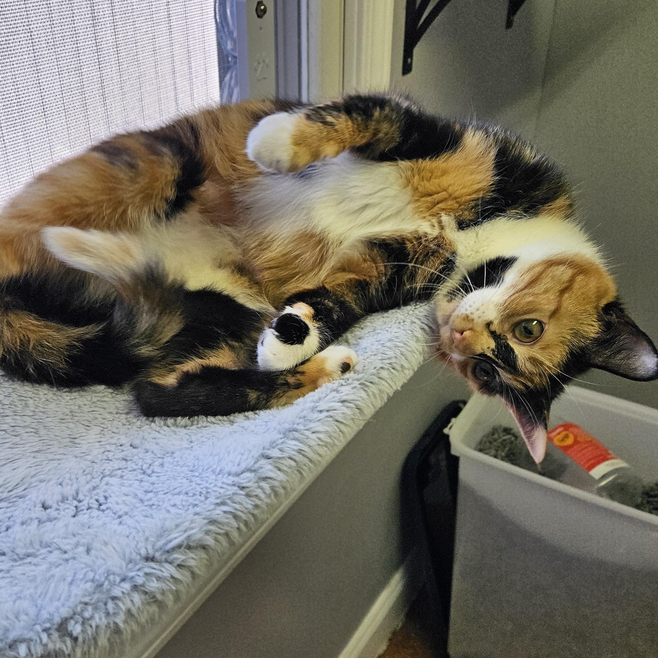 Honey, a ADOPTABLE Domestic Short Hair in Brockport, NY image 2/6