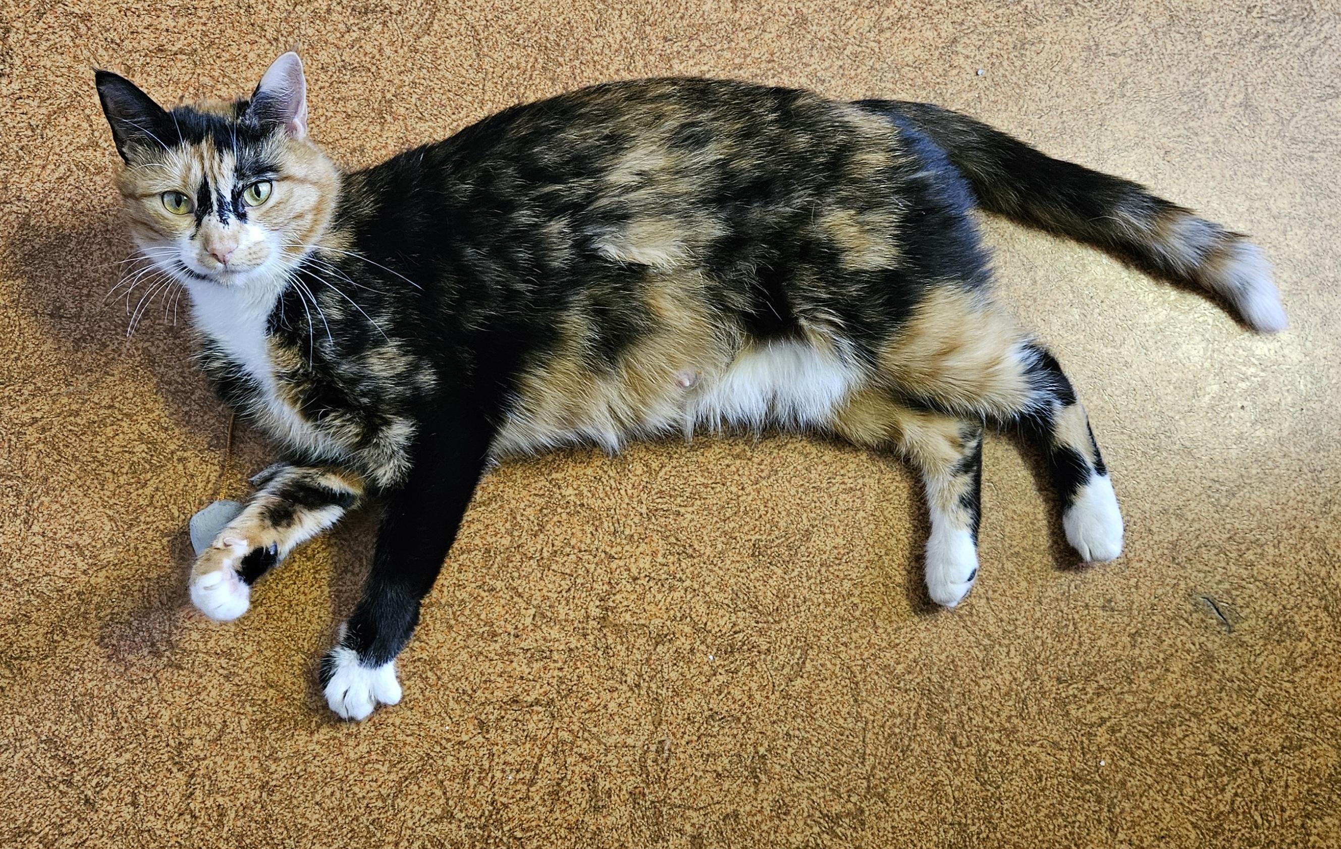Honey, a ADOPTABLE Domestic Short Hair in Brockport, NY image 3/6