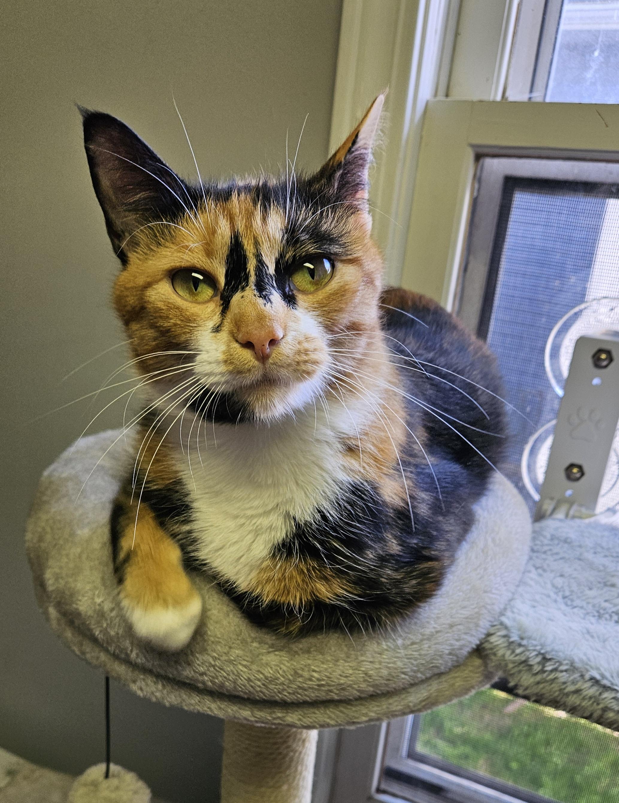 Honey, a ADOPTABLE Domestic Short Hair in Brockport, NY image 4/6